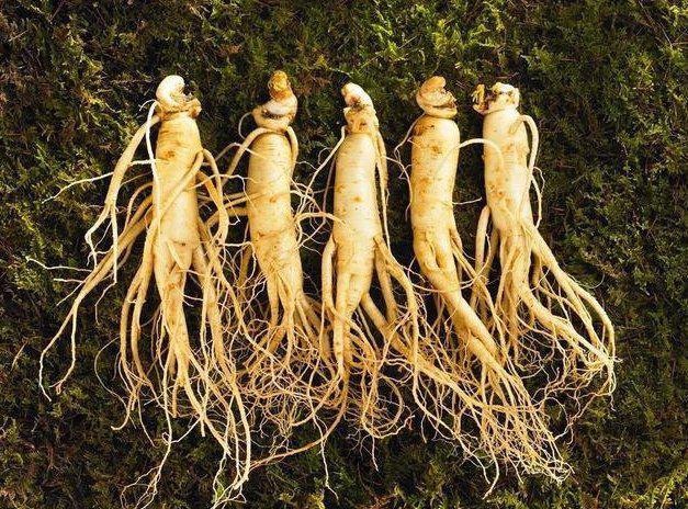 生薑根與韓國紅人參的神奇防疫力：強化免疫系統，對抗疾病的天然力量